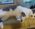 В Заречном разыскивают сбежавшего кота Валеру с улицы Курчатова