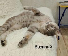 Животные ищут дом: Дымок, Леся и Василий ждут хозяев