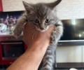Ласковые котята ищут дом