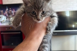 Ласковые котята ищут дом