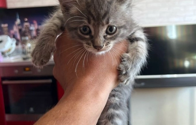Ласковые котята ищут дом
