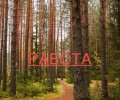 Требуется бригада лесорубов на работу в лесу под Асбестом