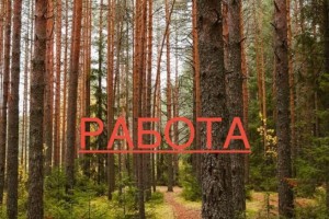 Требуется бригада лесорубов на работу в лесу под Асбестом