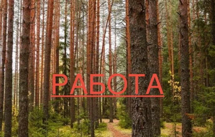 Требуется бригада лесорубов на работу в лесу под Асбестом