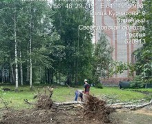 В Заречном началась вырубка аварийных деревьев в зоне благоустройства у Курчатова