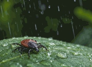 Клещи в Заречном: за неделю пострадали десять человек