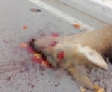 О СБИТОЙ КОСУЛЕ СООБЩАЛИ ЖИТЕЛИ 26 октября