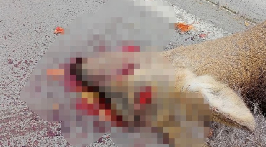 О СБИТОЙ КОСУЛЕ СООБЩАЛИ ЖИТЕЛИ 26 октября