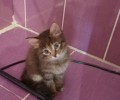Отдам котят, приученных к лотку
