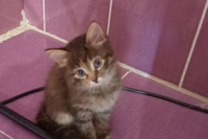 Отдам котят, приученных к лотку