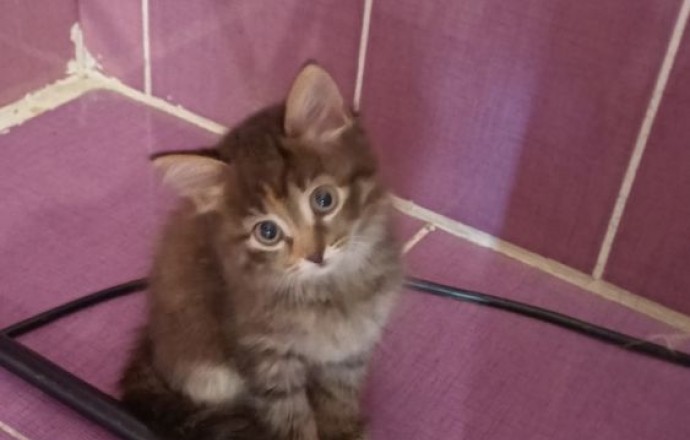 Отдам котят, приученных к лотку