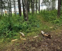 Вандализм в экопарке множится