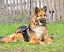 Синди ищет дом