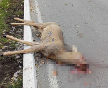 Зрелище не для слабонервных