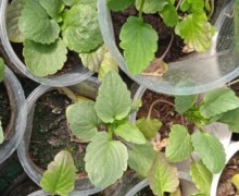Продам остатки рассады
