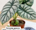 Клубни Алоказий