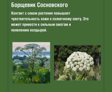 Прогулки на природе: какие растения могут быть опасны для здоровья