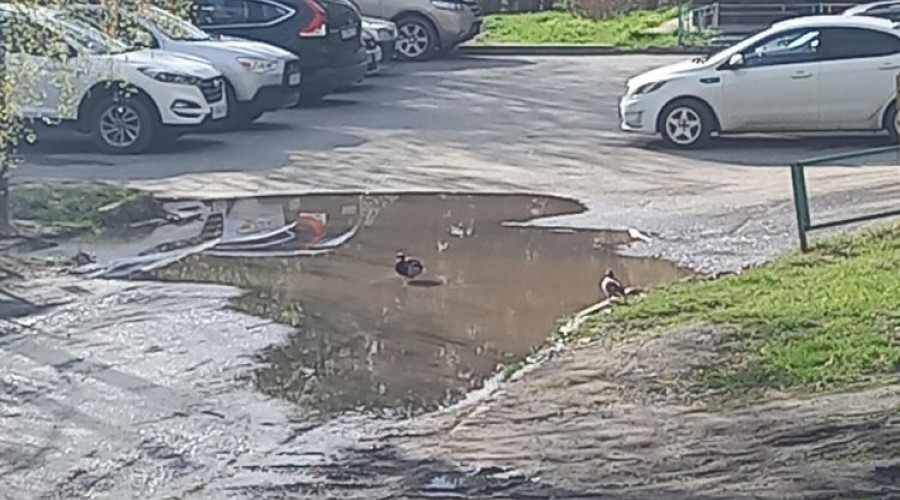 ДИКИЕ УТКИ В ГОРОДЕ