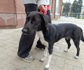 В Заречном ищут хозяев найденной собаки