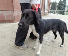 В Заречном ищут хозяев найденной собаки