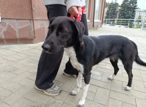 В Заречном ищут хозяев найденной собаки