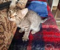 Котёнок ищет заботливых хозяев