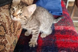 Котёнок ищет заботливых хозяев