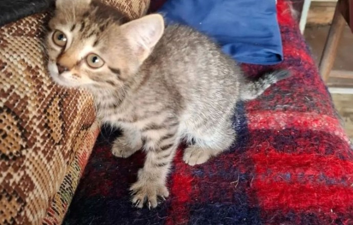 Котёнок ищет заботливых хозяев