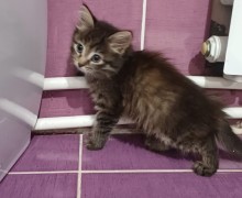 Отдам котят, приученных к лотку