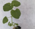 Продам рассаду агератума Конфетти