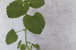 Продам рассаду агератума Конфетти