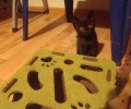 Милый котёнок ищет заботливых хозяев