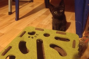 Милый котёнок ищет заботливых хозяев