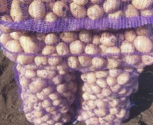 Продажа картофеля и лука в Белоярском районе