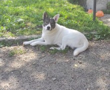 Ищет дом бездомный пёс Малыш: добрый, умный, ладит с детьми