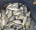 Более 24 тысяч мальков сазана выпущены в уральские водоёмы