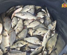 Более 24 тысяч мальков сазана выпущены в уральские водоёмы