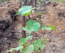 Больше 5 тысяч деревьев высадили в субботу, 6 сентября на территории Заречного