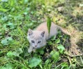 Котенок ищет заботливых хозяев
