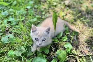 Котенок ищет заботливых хозяев