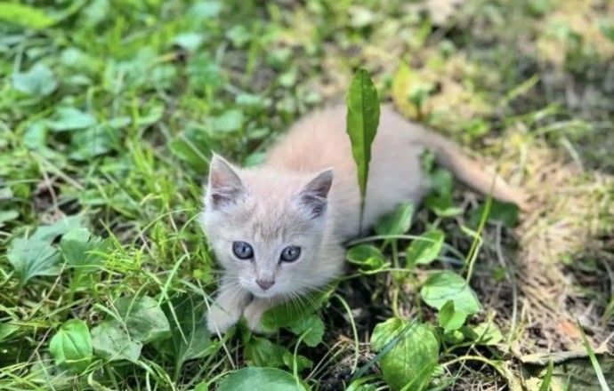 Котенок ищет заботливых хозяев