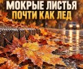 Мокрые листья на дорогах Заречного: как безопасно передвигаться осенью