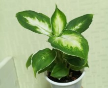 Продам кротон, диффенбахию, фикусы