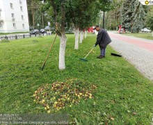 В Заречном начался яблочный сезон: коммунальщики ежедневно убирают урожай с газонов