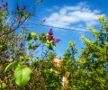 Необычное цветение сирени в Белоярском в конце августа