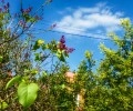 Необычное цветение сирени в Белоярском в конце августа