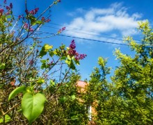 Необычное цветение сирени в Белоярском в конце августа