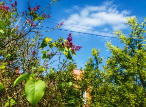 Необычное цветение сирени в Белоярском в конце августа