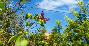 Необычное цветение сирени в Белоярском в конце августа