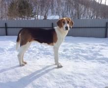 Слово Фемиды: за сбитую охотничью собаку автовладелец заплатит хозяину пса 115 тысяч рублей 